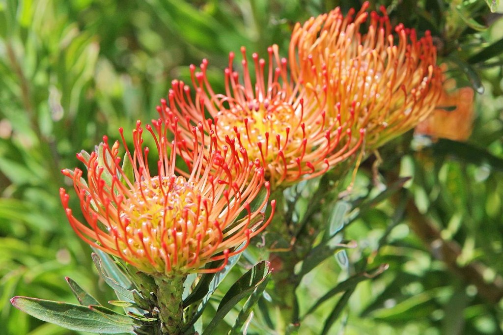 protea jardineiraon Vision Art NEWS