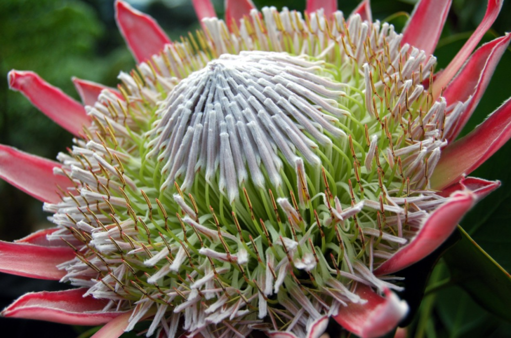 Protea: como cuidar dessa planta 