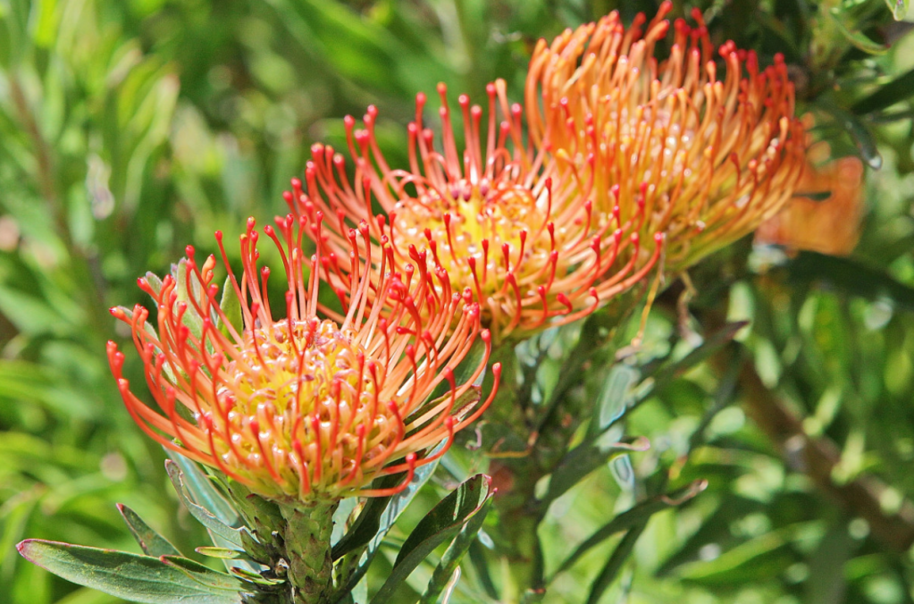 Protea: como cuidar dessa planta 