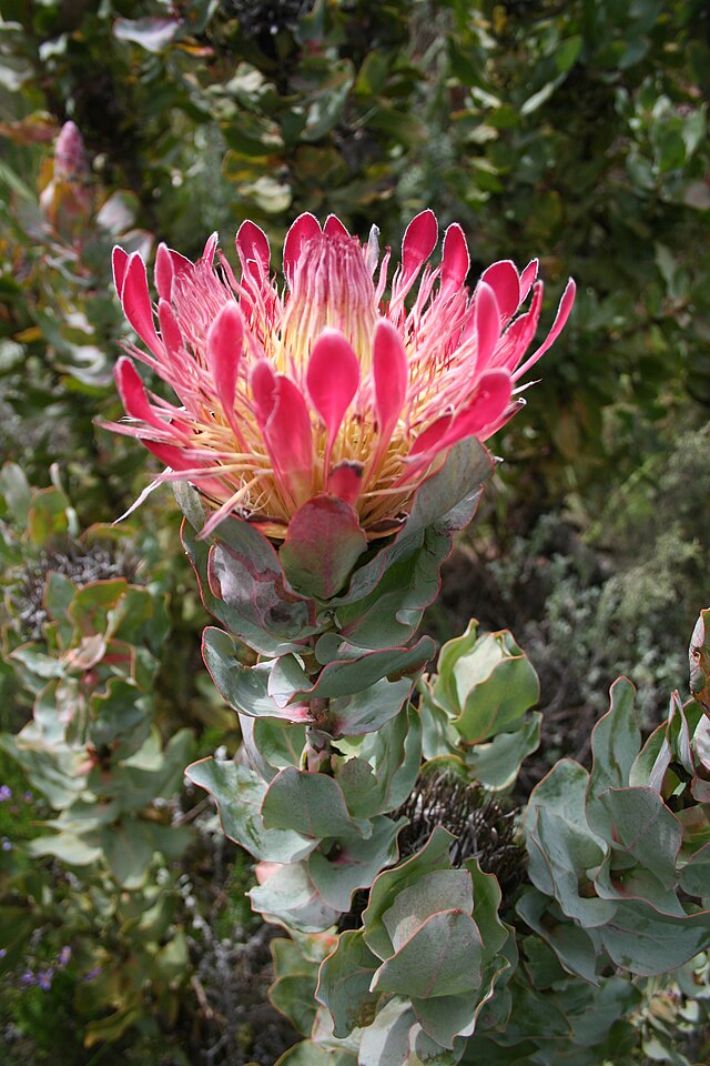 Protea: como cuidar dessa planta 