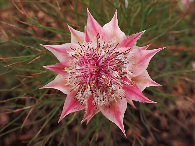 Protea: como cuidar dessa planta 