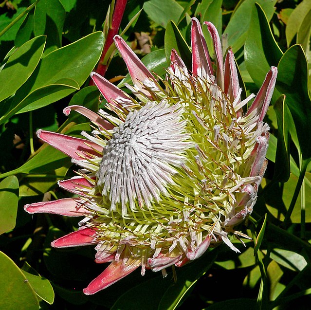Protea: como cuidar dessa planta 