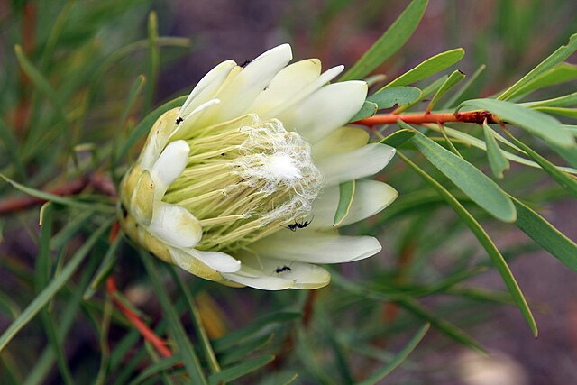 Protea: como cuidar dessa planta 