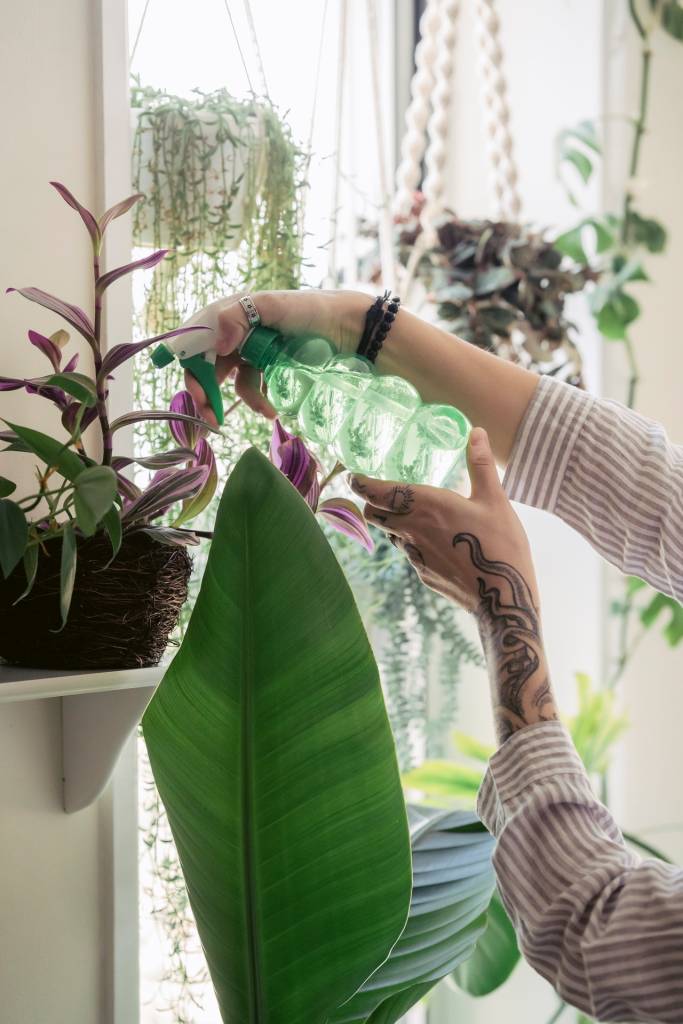 Plantas sendo nebulizadas