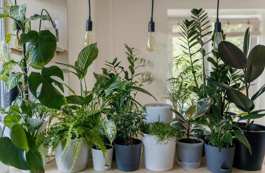 Plantas sobre um balcão com luminárias suspensa em jardim interno