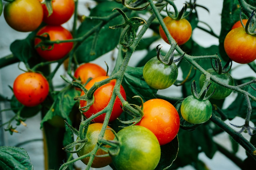 Jardim interno com tomatinhos