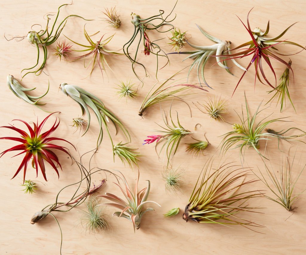 tillandsia xerographica