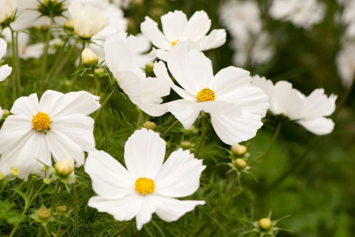 12 flores brancas para quem quer algo elegante e clássico | CASA.COM.BR
