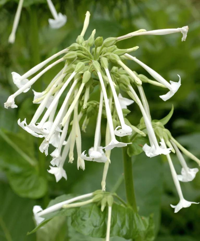 Nicotiana Sylvestris 