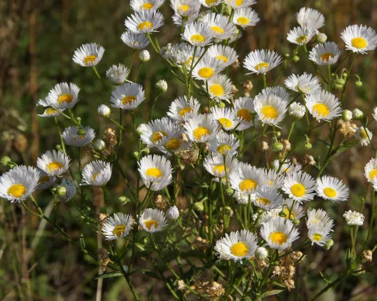 Erigeron Annuus