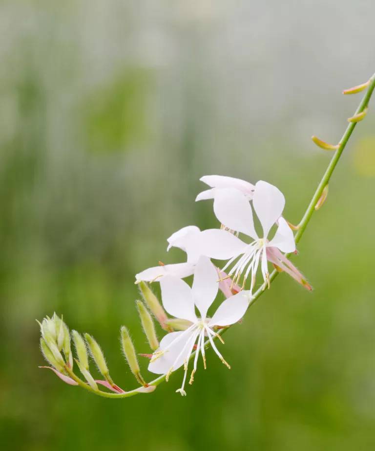 Gaura Lindheimeri