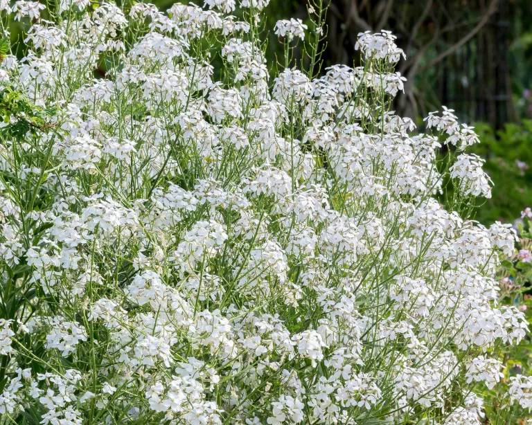 Hesperis Matronalis Var. Albiflora