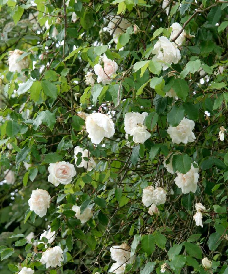 Rosa ‘Madame Alfred Carrière’