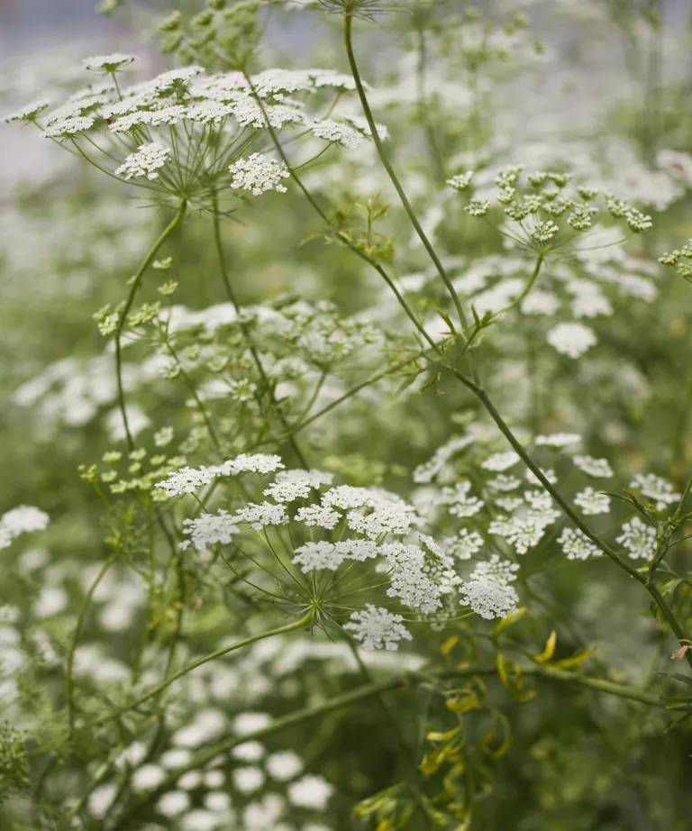 Ammi Majus