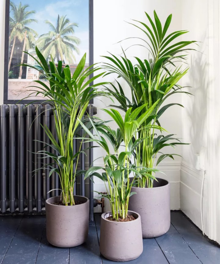 8 plantas capazes de sobreviver até no local mais escuro da casa