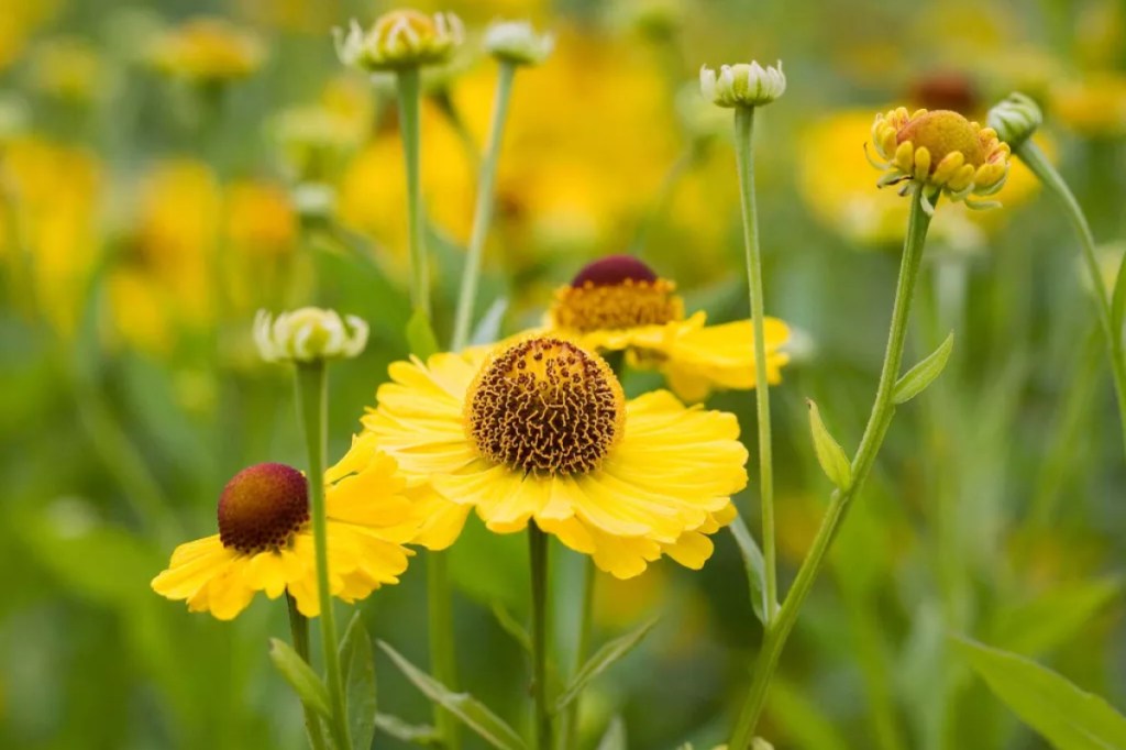 12 flores amarelas que vão iluminar seu jardim | CASA.COM.BR