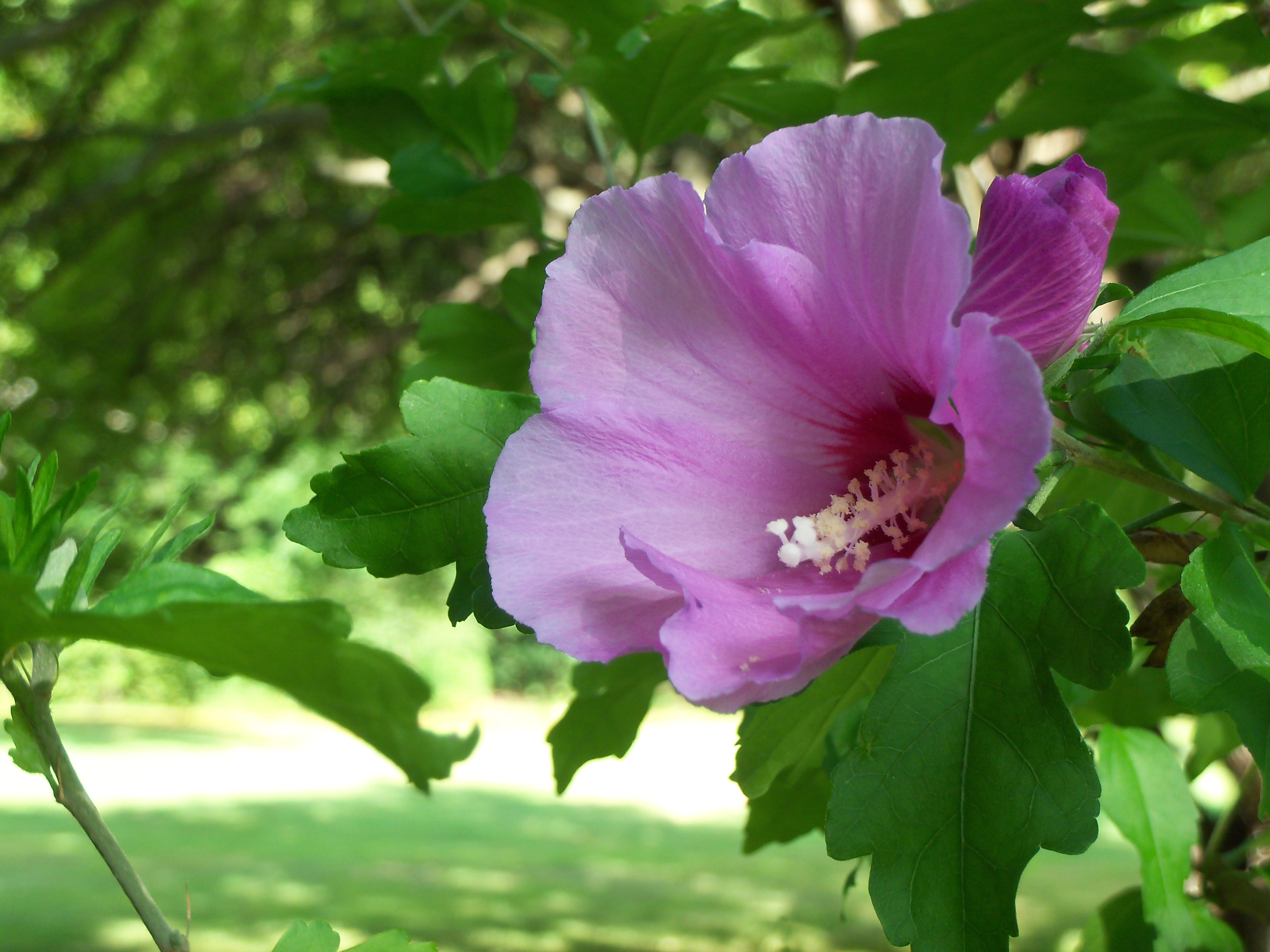 Como plantar e cuidar de hibisco da síria OBSiGeN