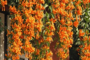 É-possível-cultivar-flores-no-outono-cipo-de-sao-joao-02