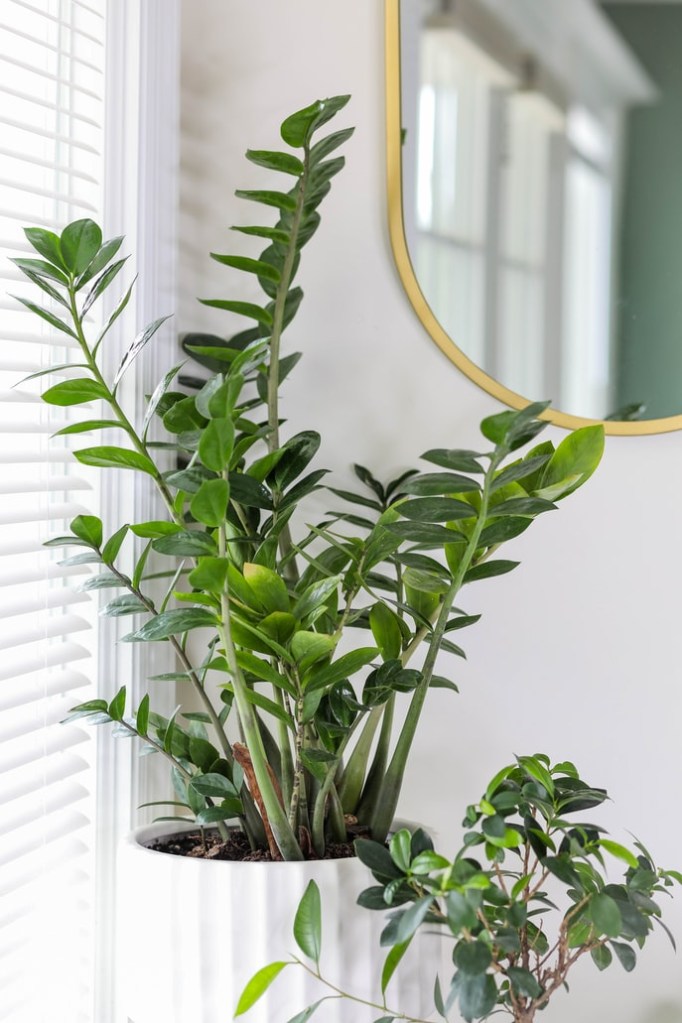 as-7-plantas-mais-faceis-de-cultivar-em-casa-casa.com-bloomscape-11-unsplash-kadarius-seegars Zamioculca