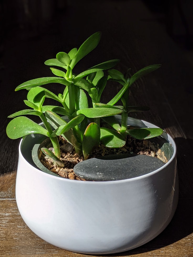 Planta de Jade