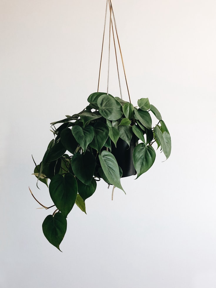 as-7-plantas-mais-faceis-de-cultivar-em-casa-casa.com-bloomscape-14-unsplash-kevin-lessy Pothos