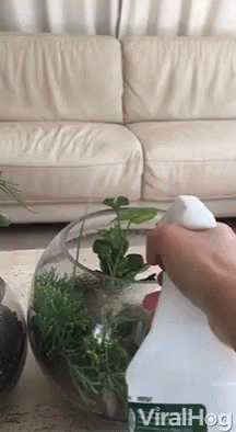 as-7-plantas-mais-faceis-de-cultivar-em-casa-casa.com-bloomscape-15-tenor Gif com agua sendo borrifada nas olantas com spray e um cachorro sendo borrifado também, enquanto ele tenta morder a fonte
