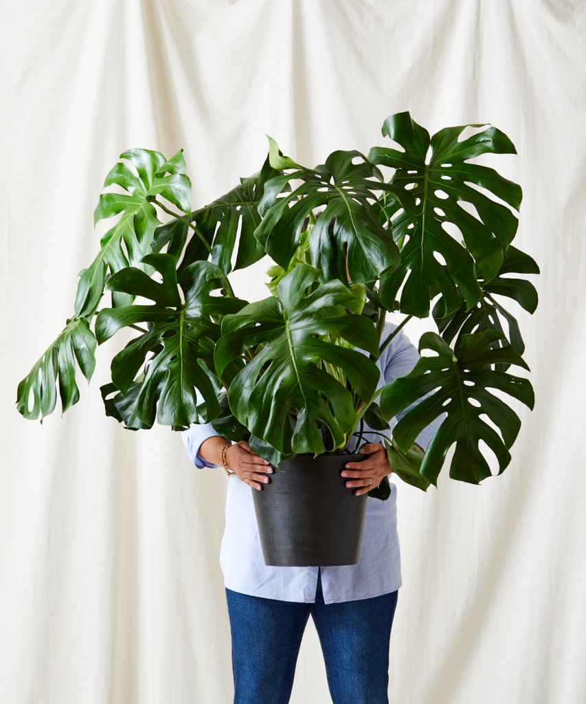 as-7-plantas-mais-faceis-de-cultivar-em-casa-casa.com-bloomscape-3 Costela de Adão