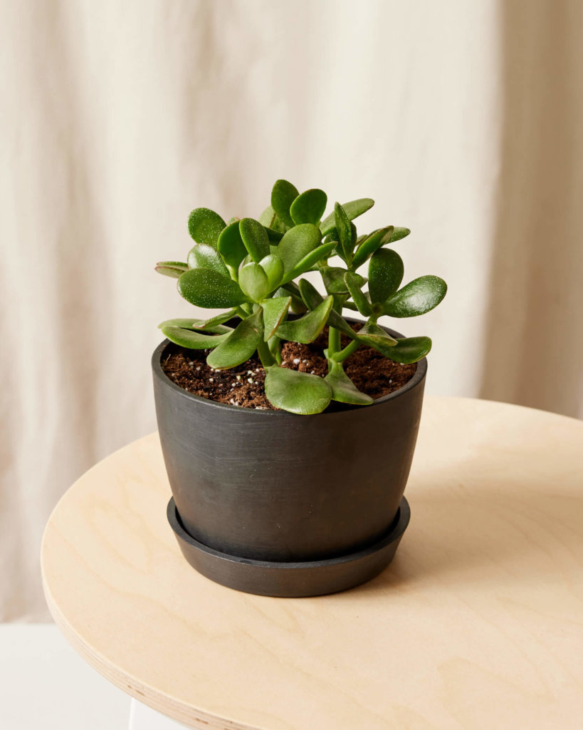 as-7-plantas-mais-faceis-de-cultivar-em-casa-casa.com-bloomscape-5 Planta de Jade