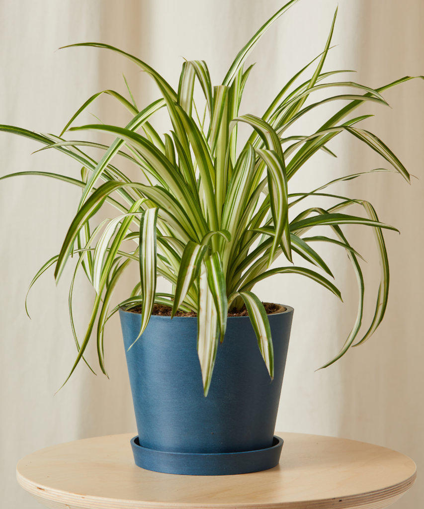 as-7-plantas-mais-faceis-de-cultivar-em-casa-casa.com-bloomscape-6 Gravatinha