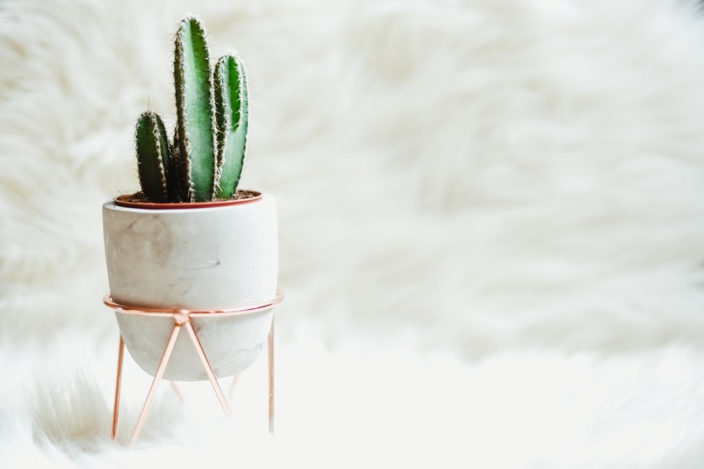 as-7-plantas-mais-faceis-de-cultivar-em-casa-casa.com-bloomscape-8-unsplash-gaelle-marcel Cacto