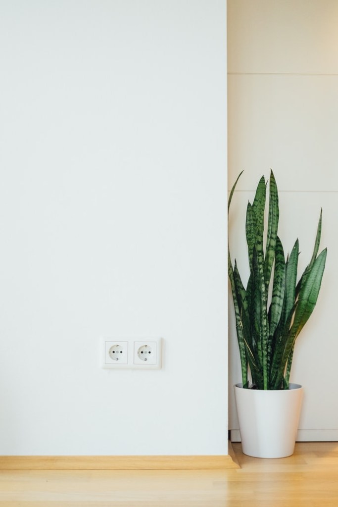 as-7-plantas-mais-faceis-de-cultivar-em-casa-casa.com-bloomscape-9-unsplash-paul-hanaoka Espada de São Jorge
