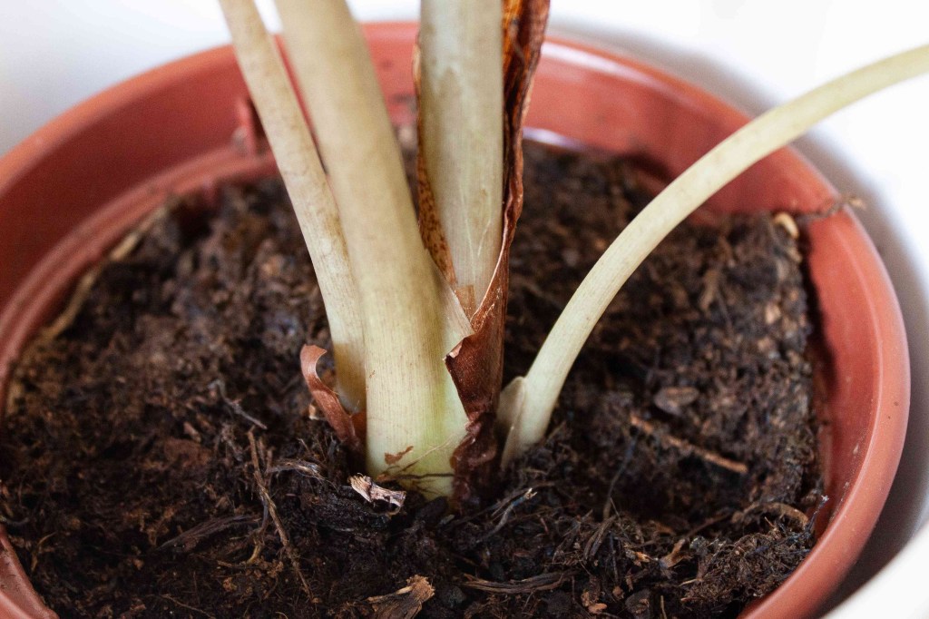 como-plantar-e-cuidar-de-alocasias-casa.com-3-the-spruce-leticia-almeida Raiz de Alocasia (Alocasia x amazonica)