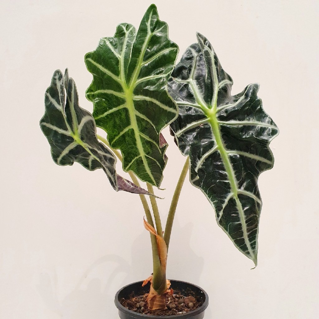 como-plantar-e-cuidar-de-alocasias-casa.com-5-gardentags Alocasia (Alocasia x amazonica)