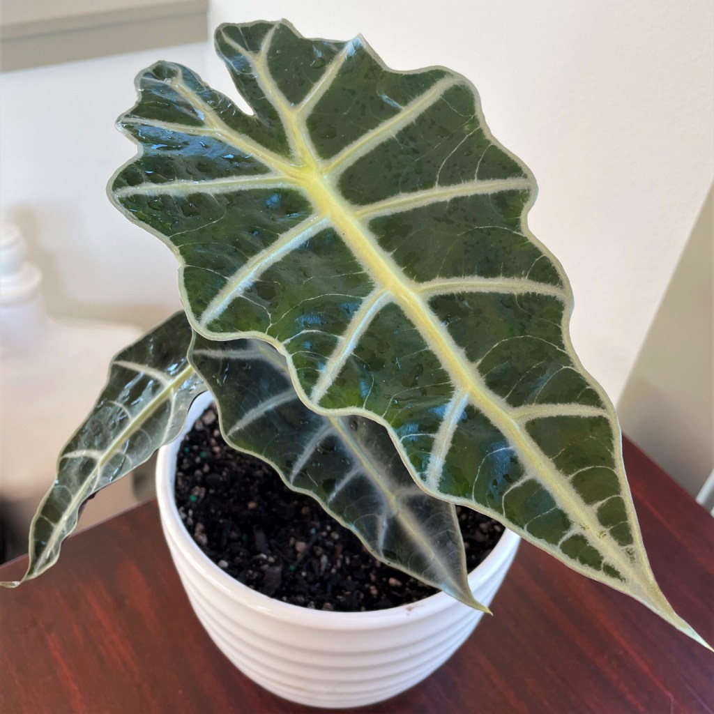 como-plantar-e-cuidar-de-alocasias-casa.com-6-little-prince-plants Alocasia (Alocasia x amazonica)