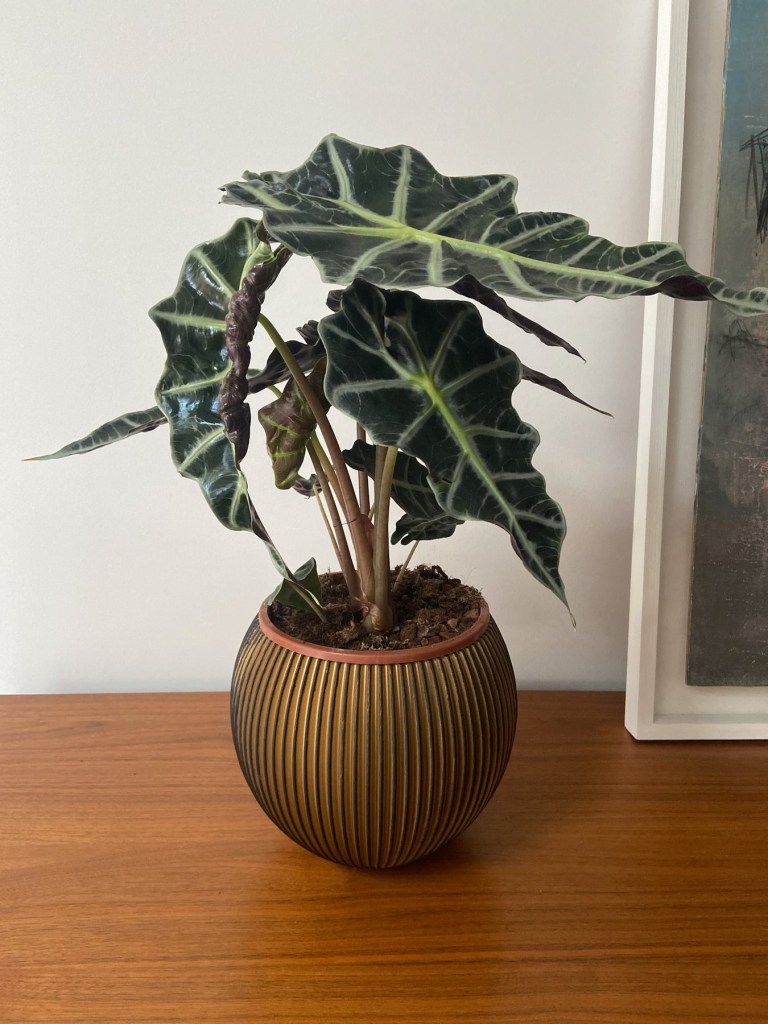 Alocasia (​​Alocasia x amazonica) em vaso marrom texturizado