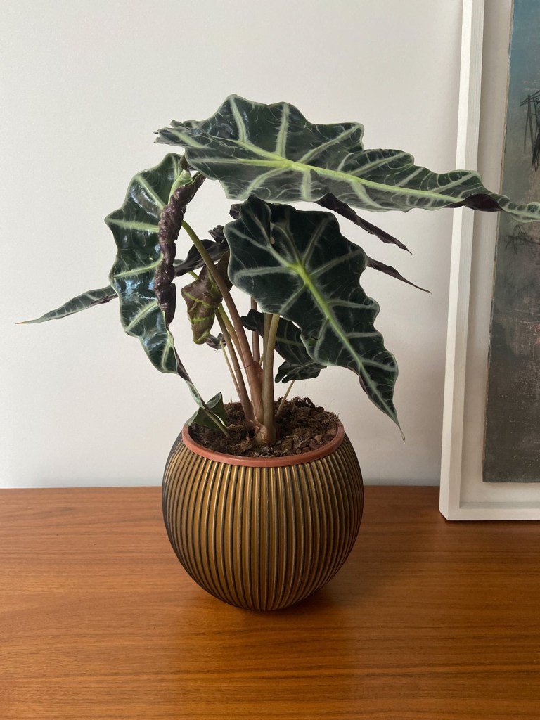 como-plantar-e-cuidar-de-alocasias-casa.com-7-luvplants Alocasia (Alocasia x amazonica) em vaso marrom texturizado