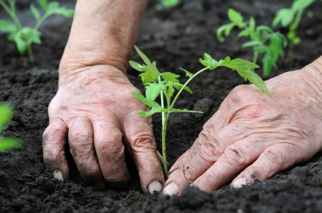 Mãos plantando muda no solo