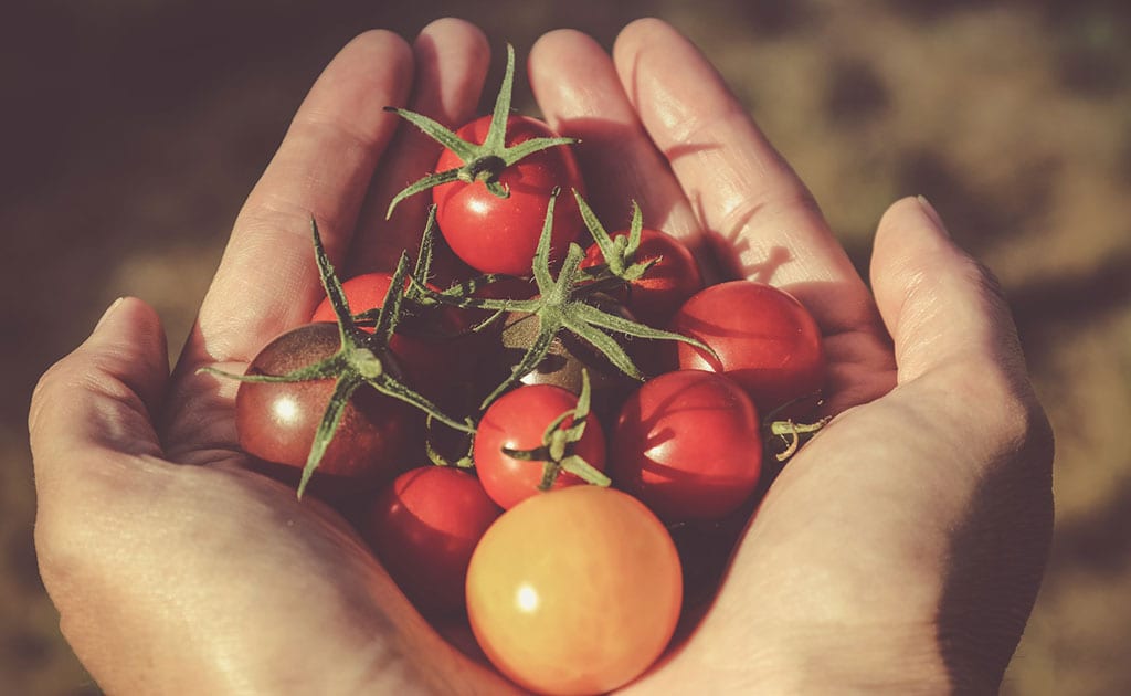 Mãos segurando tomates cereja