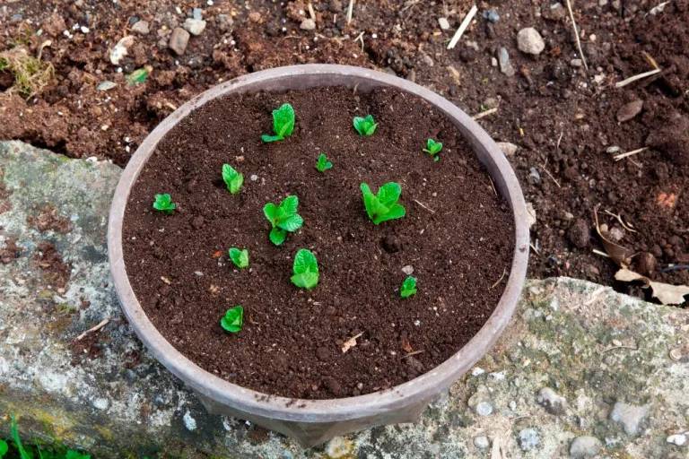 Vaso com hortelã sendo plantadsa a partir de sementes