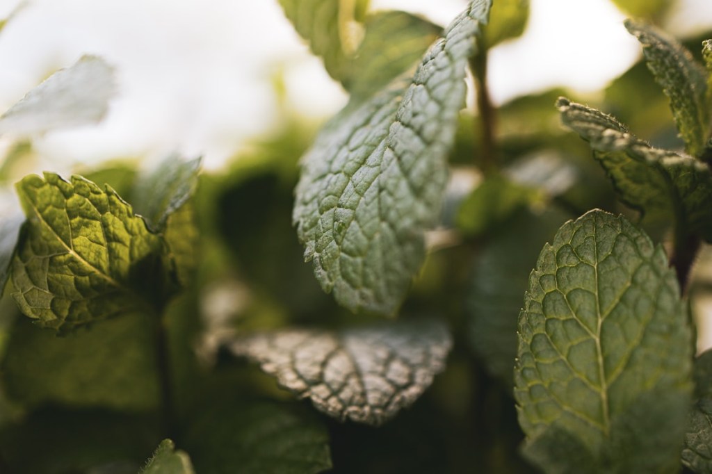 Folhas de hortelã plantadas