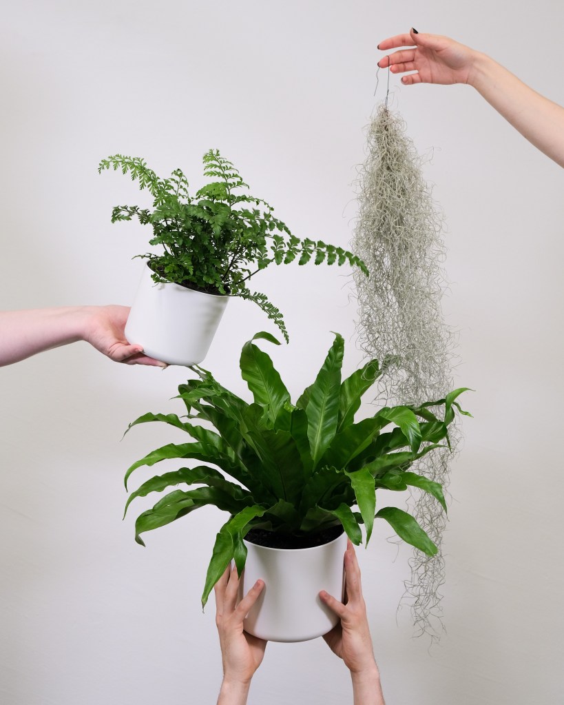severin-candrian-a7Qx_NaxtgU-unsplash Duas samambaias e uma tillandsia