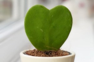 10-plantas-em-formato-de-coração-para-alegrar-sua-casa-06