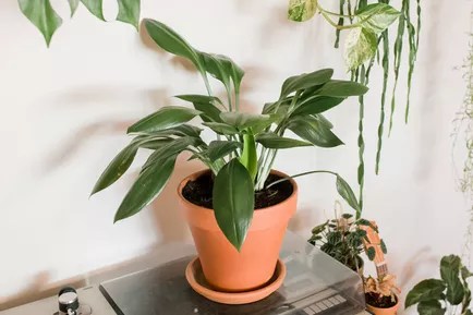17-plantas-para-ter-no-banheiro-bromélia-planta-de-ferro-fundido Planta de ferro fundido em vaso de barro.