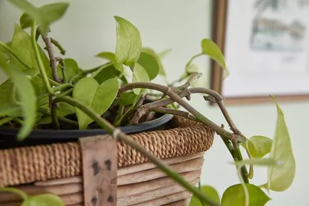 17-plantas-para-ter-no-banheiro-cascata Filodendro em um cesto.