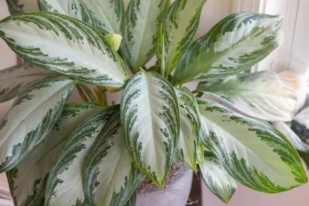 17-plantas-para-ter-no-banheiro-chinesa-perene Aglaonema viçosa.