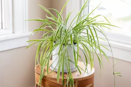 17-plantas-para-ter-no-banheiro-clorofito Clorofito em vaso branco.