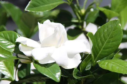 Flor branca de gardênia.