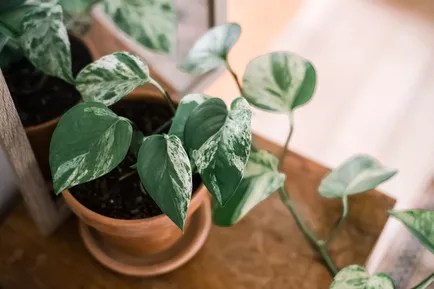 17-plantas-para-ter-no-banheiro-jibóia-hera-do-diabo Jiboia em vaso de barro.