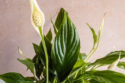 17-plantas-para-ter-no-banheiro-lírio-da-paz Lírio da paz com uma flor branca.