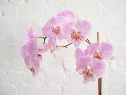Close de flor de orquídea rosa.